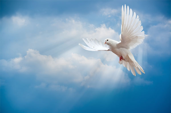 Crack pot pizza Pardon Duif, heiligende geestkracht – geef ruimte aan de duif met de witte  vleugelen – een gedeelte uit 'De paradijsvogel' | Pentagram boekwinkel